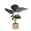 Alocasia Regal Shield Ø 21cm – ↕100 cm im Übertopf Albury NATURAL