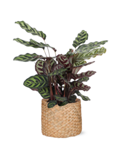 Calathea Makoyana Ø21cm – ↕70cm in Albury NATURAL mand