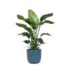 Strelitzia Nicolai – Ø21cm – ↕80cm in Vibes blauw pot