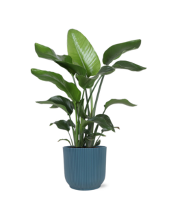 Strelitzia Nicolai – Ø21cm – ↕80cm in Vibes blauw pot