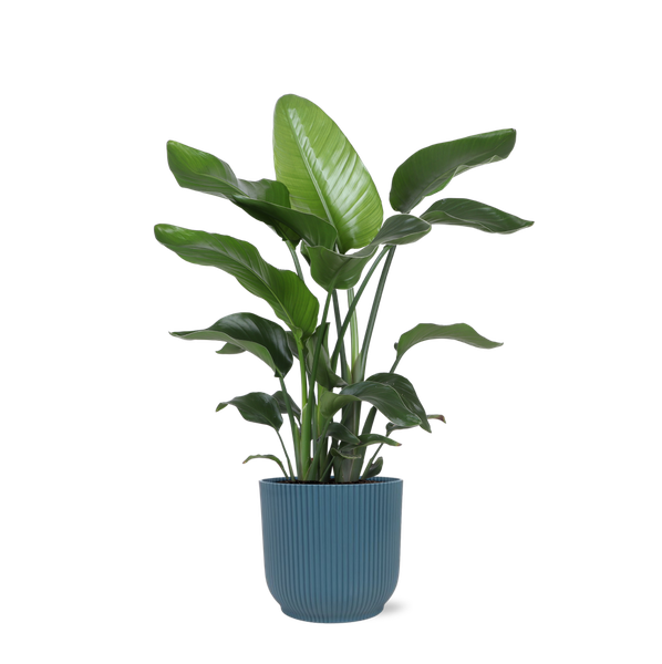 Strelitzia Nicolai – Ø21cm – ↕80cm in Vibes blauw pot