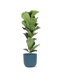 Ficus Lyrata – Ø21cm – ↕90cm in Vibes BLUE pot