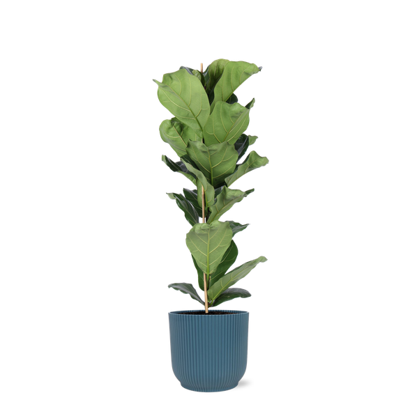 Ficus Lyrata – Ø21cm – ↕90cm in Vibes BLUE pot