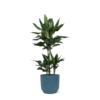 Dracaena Janet Lind Ø21cm – ↕90cm in Vibes BLUE pot