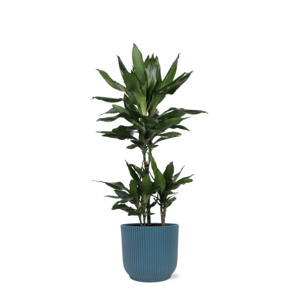 Dracaena Janet Lind Ø21cm – ↕90cm in Vibes BLUE pot