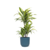 Dracaena Lemon Lime Ø21cm – ↕65cm in Vibes BLUE pot