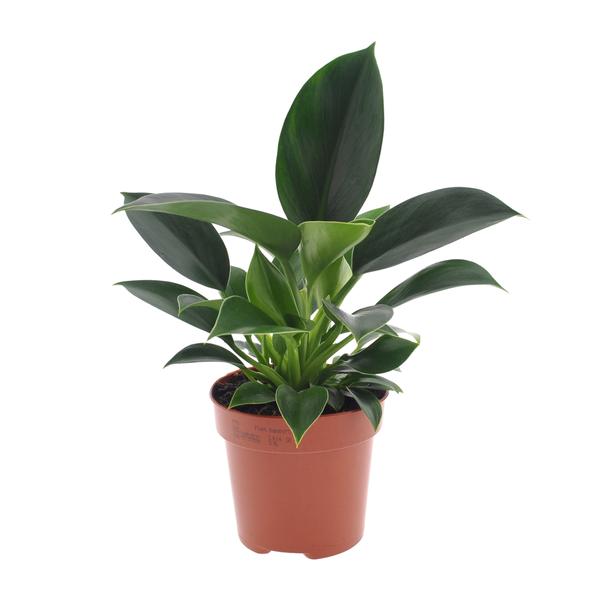 Philodendron Green Princess – Ø12cm – ↕25cm