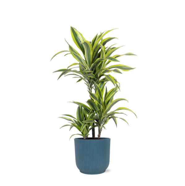 Dracaena Lemon Lime Ø21cm – ↕65cm in Vibes BLUE pot