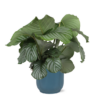 Calathea Orbifolia Ø21 cm – ↕70 cm in VIBES Blauen Topf