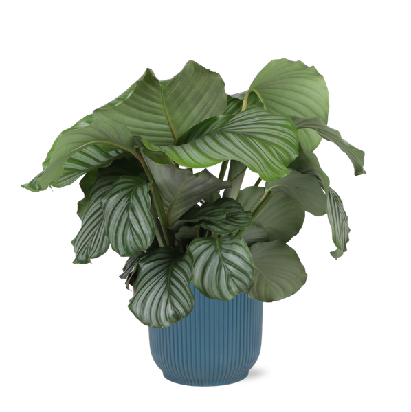 Calathea Orbifolia Ø21 cm – ↕70 cm in VIBES Blauen Topf