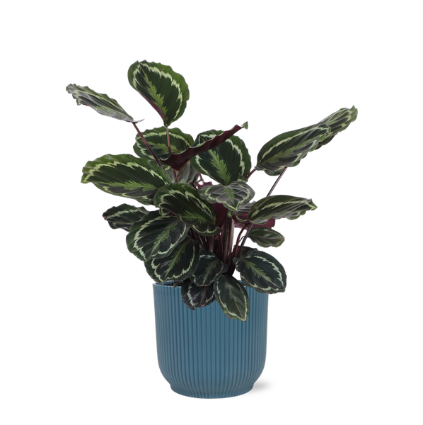 Calathea Medaillon Ø21cm – ↕70cm in Vibes BLUE pot