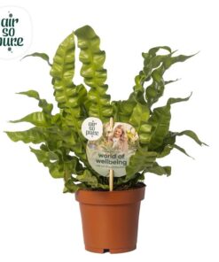 Asplenium Crispy Wave – Ø12 cm ↕25 cm