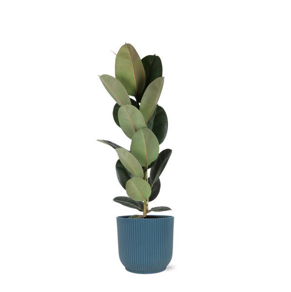 Ficus Elastica Robusta – Ø21cm – ↕90cm in Vibes blauw pot