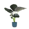 Alocasia Regal Shield Ø 21cm – ↕100 cm in Vibes im Übertopf BLAU