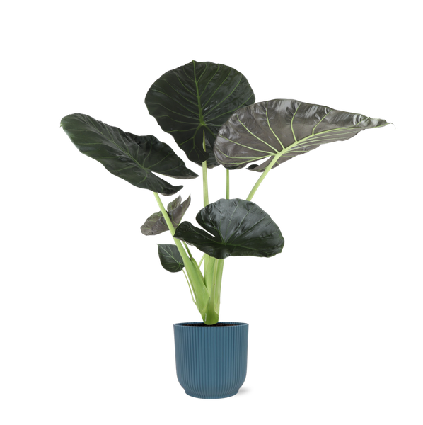 Alocasia Regal Shield Ø 21cm – ↕100 cm in Vibes im Übertopf BLAU