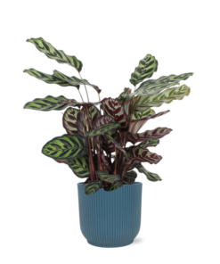 Calathea Makoyana Ø21cm – ↕70cm in Vibes BLUE pot