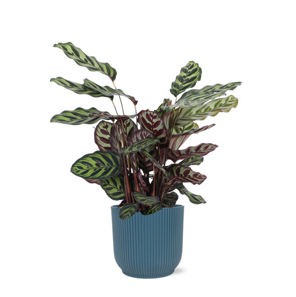 Calathea Makoyana Ø21cm – ↕70cm in Vibes BLUE pot