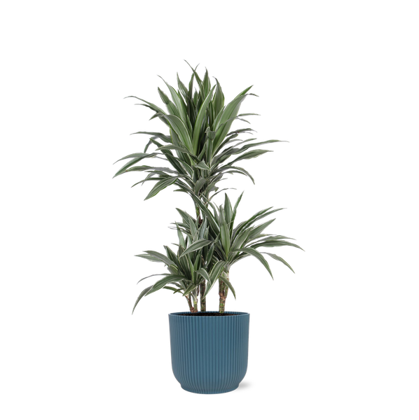 Dracaena Warneckii Ø21cm – ↕65cm in Vibes BLUE pot