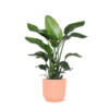 Strelitzia Nicolai – Ø21cm – ↕80cm in Vibes ROZE pot