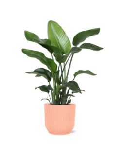 Strelitzia Nicolai – Ø21cm – ↕80cm in Vibes ROZE pot