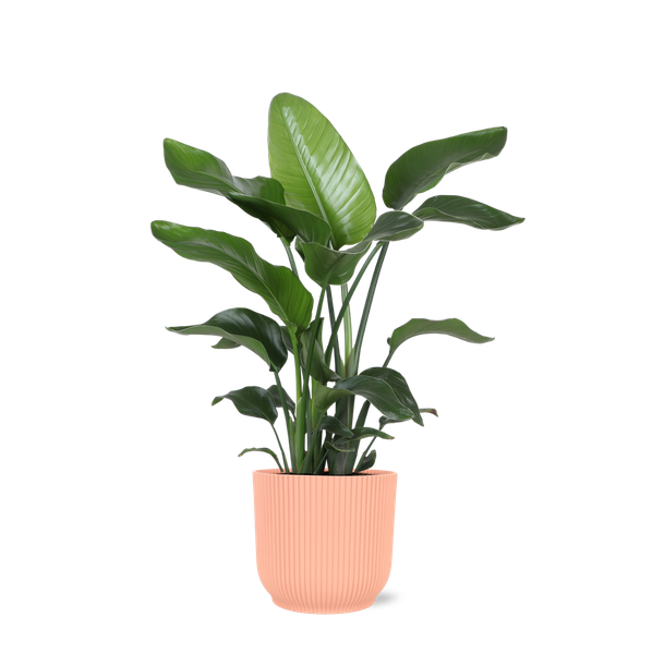 Strelitzia Nicolai – Ø21cm – ↕80cm in Vibes ROZE pot