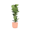 Ficus Lyrata – Ø21cm – ↕90cm in Vibes ROZE pot