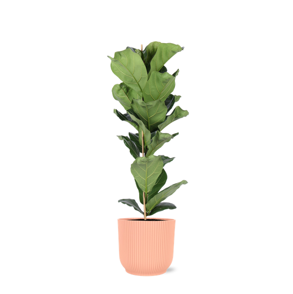 Ficus Lyrata – Ø21cm – ↕90cm in Vibes ROZE pot