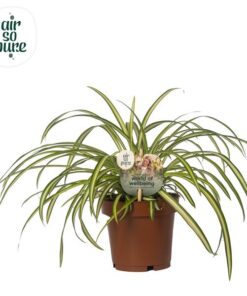 Chlorophytum Atlantic – Ø12cm – ↕25cm