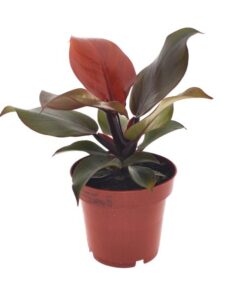 Philodendron Imperial Red – Ø12cm – ↕25cm