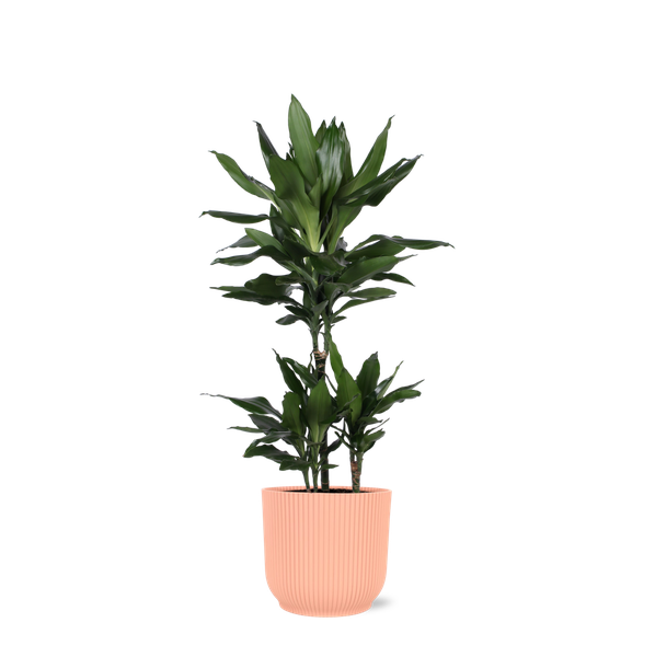 Dracaena Janet Lind Ø21cm – ↕90cm in Vibes ROZE pot