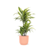 Dracaena Lemon Lime Ø21cm – ↕65cm in Vibes ROZE pot