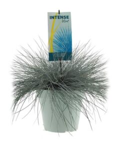 Festuca Glauca Intense Blue – Ø23cm – ↕50cm