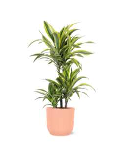 Dracaena Lemon Lime Ø21cm – ↕65cm in Vibes ROZE pot