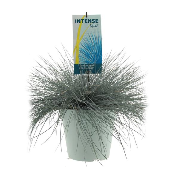 Festuca Glauca Intense Blue – Ø23cm – ↕50cm