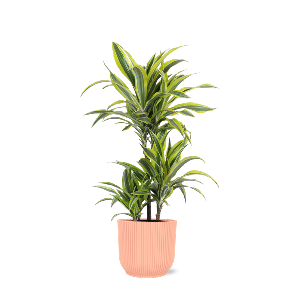 Dracaena Lemon Lime Ø21cm – ↕65cm in Vibes ROZE pot