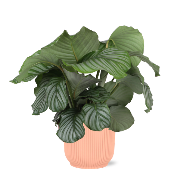 Calathea Orbifolia Ø21 cm – ↕70 cm in Vibes Rosafarbenen Topf