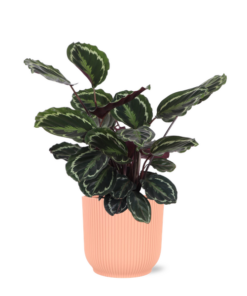 Calathea Medaillon Ø21cm – ↕70cm in Vibes ROZE