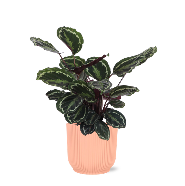 Calathea Medaillon Ø21cm – ↕70cm in Vibes ROZE