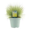 Festuca Glauca AmiGold – Ø17cm – ↕30cm