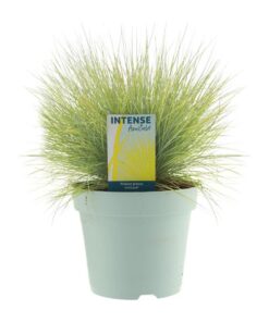 Festuca Glauca AmiGold – Ø17cm – ↕30cm