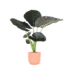 Alocasia Regal Shield Ø 21cm – ↕100 cm im Übertopf mit Charisma-ROSA