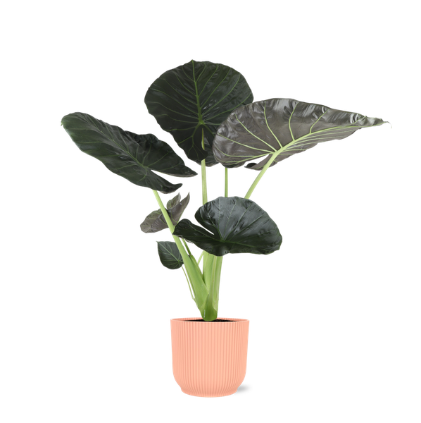 Alocasia Regal Shield Ø 21cm – ↕100 cm im Übertopf mit Charisma-ROSA