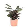 Calathea Makoyana Ø21cm – ↕70cm in Vibes ROZE pot