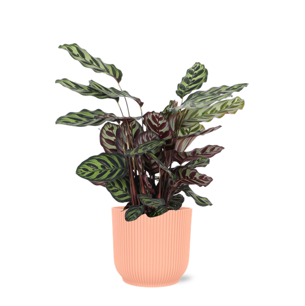 Calathea Makoyana Ø21cm – ↕70cm in Vibes ROZE pot