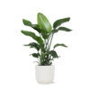 Strelitzia Nicolai – Ø21cm – ↕80cm in Vibes WIT pot