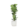 Ficus Lyrata – Ø21cm – ↕90cm in Vibes WIT pot