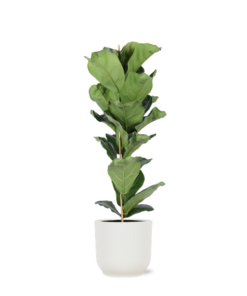 Ficus Lyrata – Ø21cm – ↕90cm in Vibes WIT pot