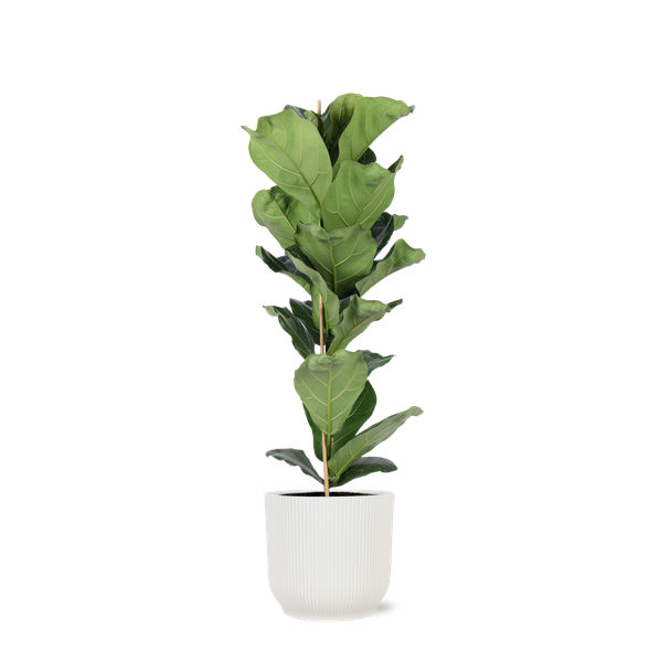 Ficus Lyrata – Ø21cm – ↕90cm in Vibes WIT pot