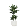 Dracaena Janet Lind Ø21cm – ↕90cm in Vibes WIT pot