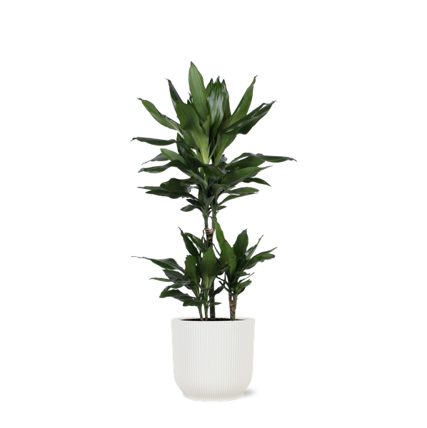 Dracaena Janet Lind Ø21cm – ↕90cm in Vibes WIT pot